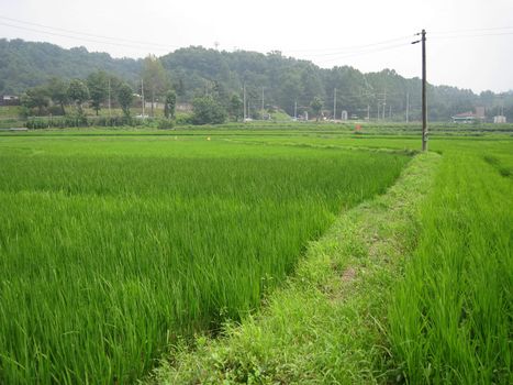 a path way middle of a rice field