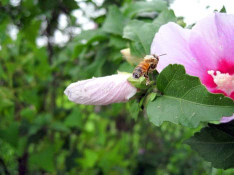 a bee flying and looking for beebread