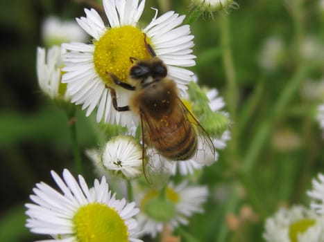 close up for a bee on top of a dandelion flower 