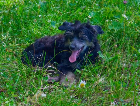 Young black puppy of breed Chinese Crested Dog (powderpuff) on green grass