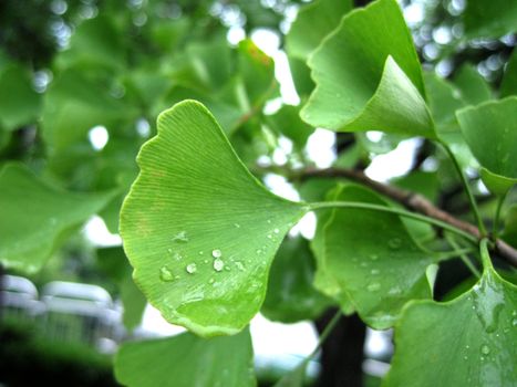 a morning view for gingko leaves with water drop