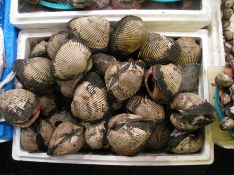 some giant clam in korea market