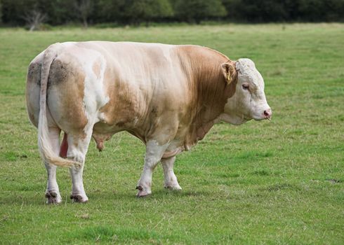 A Simmental bull with a ring through his nose, standing in a field.