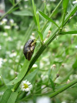 a small frog on a branch of flower