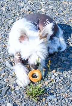 The white spotty puppy of breed Chinese Crested Dog lays on stony soil and eats bread