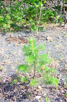 The young pine grows on stony soil