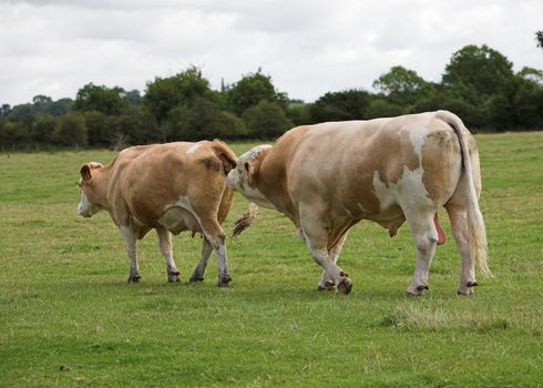 Simmental Bull and Cow preparing to mate.