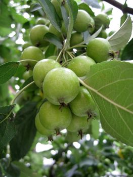 a bunch of fruits