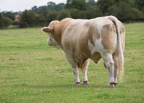 A Simmental bull standing in a field.