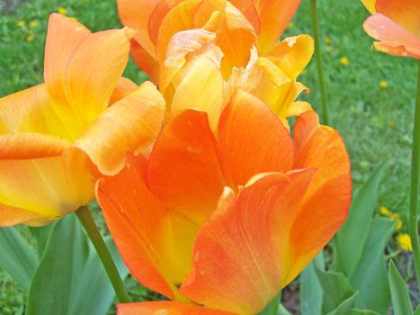 Close up of the blooming yellow and orange colored tulips.