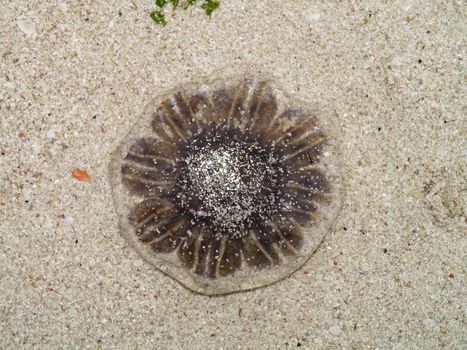 jelly fish in the sand