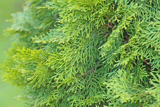 Close up of the thuja green branches