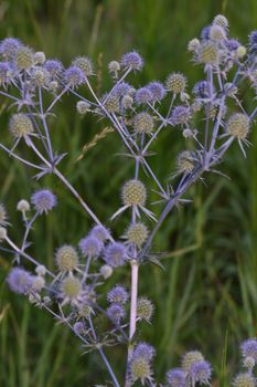 Macro of the eryngium amethystium saphire blue.