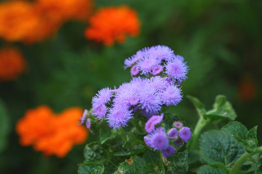 Close up of the blooming lilac ageratum.