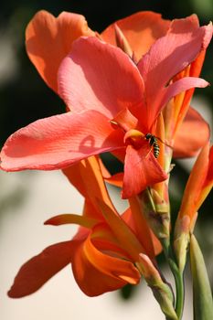 Close up of the bee pollinating red lily.