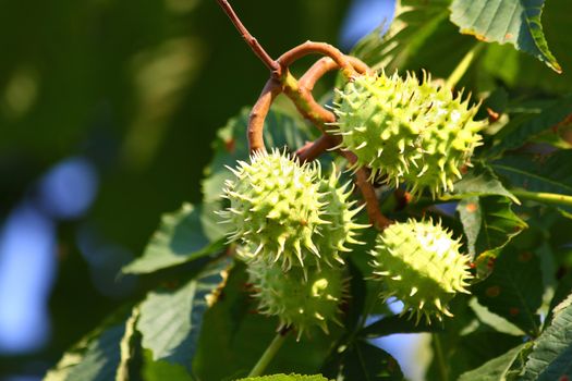 Close up of the green chestnuts
