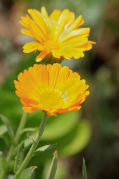 Close up of the yellow calendula blossom.