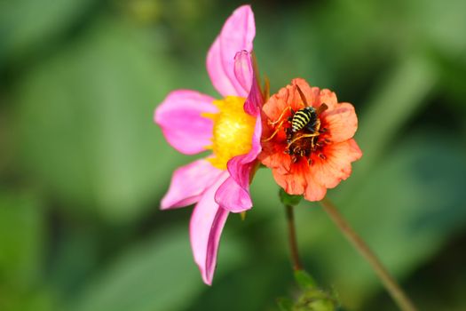 Close up of the honey be pollinating the flowers