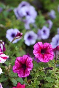 Close up of the pink petunia blossoms