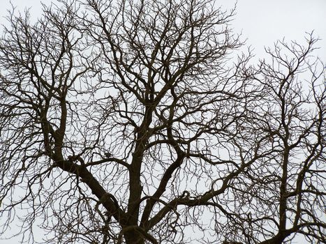 Crown of the sleeping  chestnut tree. Early spring.