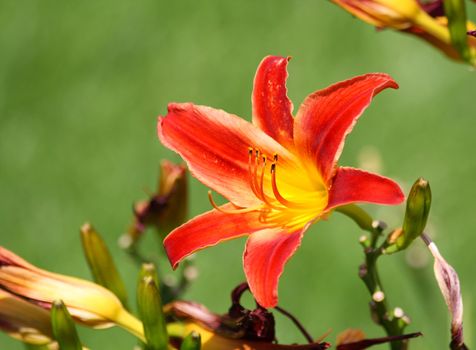 Close up of the red and yellow colored lily