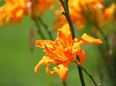 Close up of the red, orange and yellow colored lily