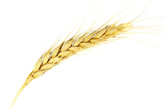 closeup of wheat on white