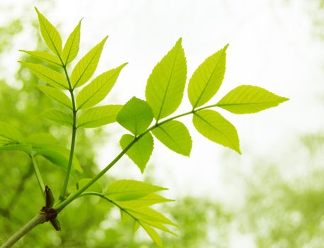 branch of fresh green leaves with copy space