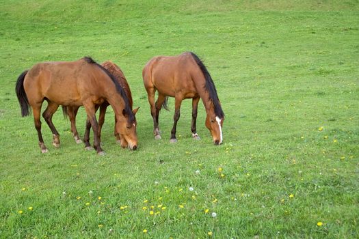 Chestnut horses grazing in the meadow