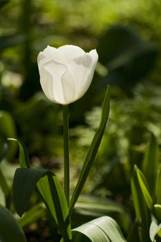 single white tulip in flower bed