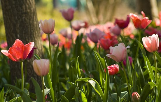 field of red and pink tulips