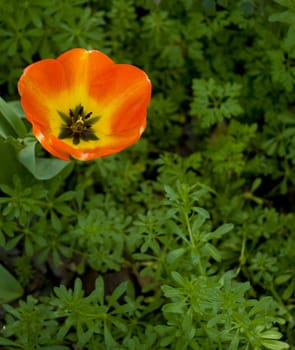 orange and yellow flower among green leaves
