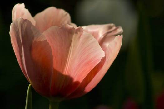closeup image of pink tulip