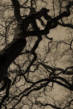 Abstract sepia image of twisted tree branches