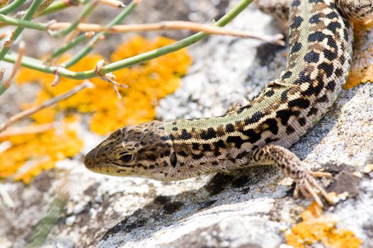 Small lizard, representative of Crimea (Ukraine) fauna.