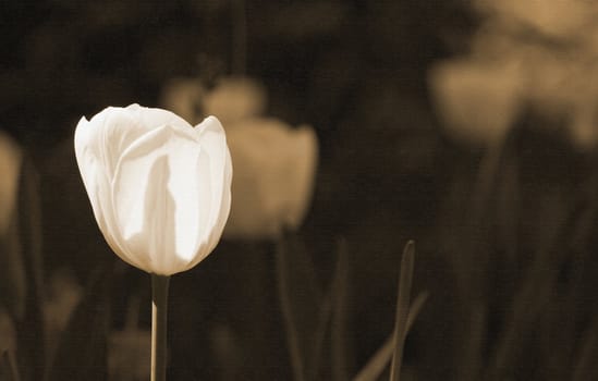 Abstract sepia tulip image with texture