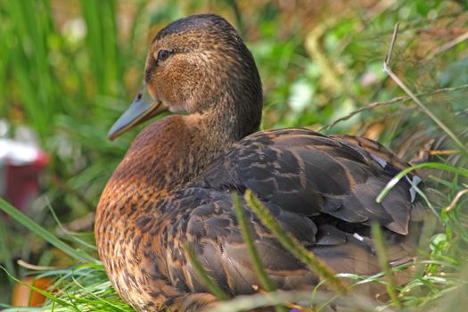 Close up of the duck sitting on the grass.