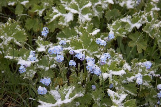 Mountain forget me nots after a snowfall.