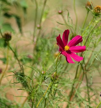 Close up of the pink cosmos blossom