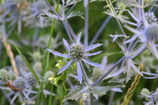 Close up of the purple eryngium.