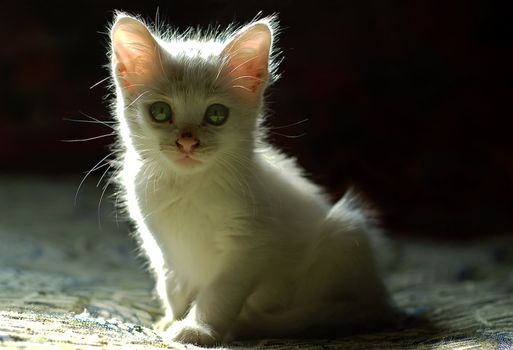 sweet little white kitten with green eyes