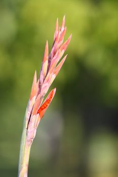 Close up of the pink gladiolus buds