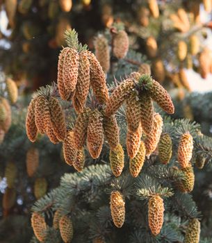 Close up of the brown fir cons.