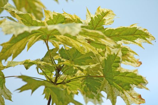 Maple leaves in the end of summer.