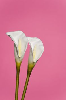 White lily against pink background