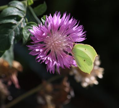 Close up of the Gonepteryx rhamni sitting on the cornflower