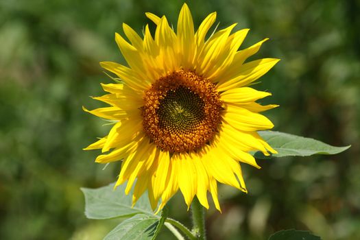 Close up of the big sunflower. Background.