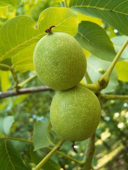 Close up of the two green walnuts