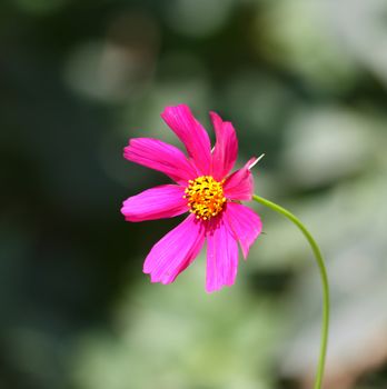 Close up of the pink cosmos blossom.