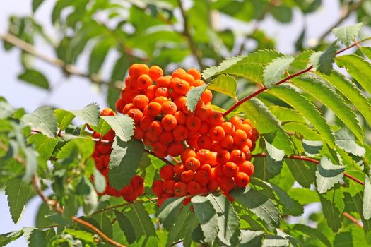 Close up of the ripe cluster of rowanberries